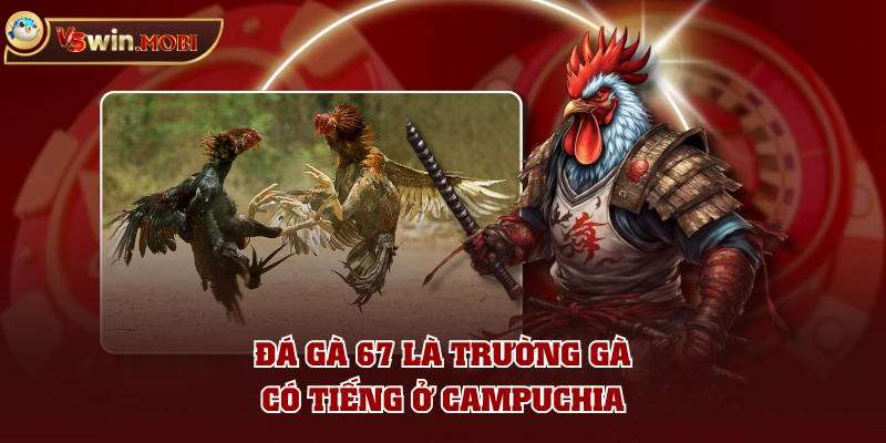 Đá gà 67 là trường gà có tiếng ở Campuchia