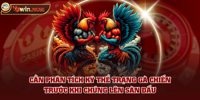 Cần phân tích kỹ thể trạng gà chiến trước khi chúng lên sàn đấu
