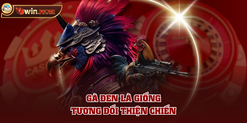 Gà đen là giống tương đối thiện chiến