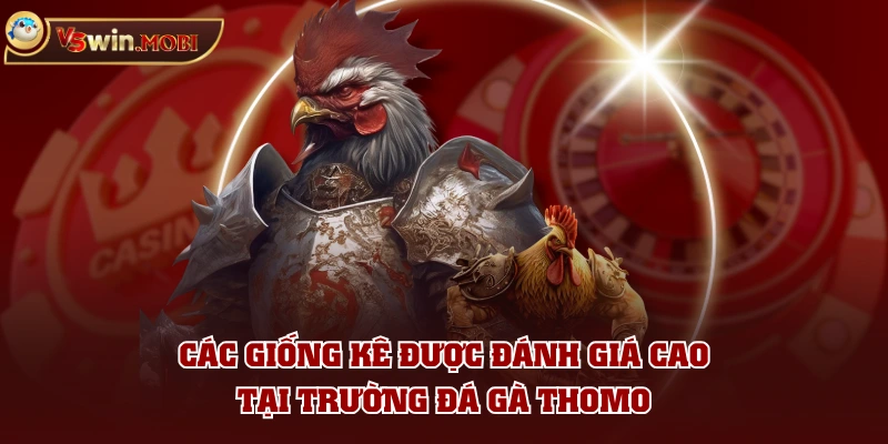 Các giống kê được đánh giá cao tại trường đá gà Thomo