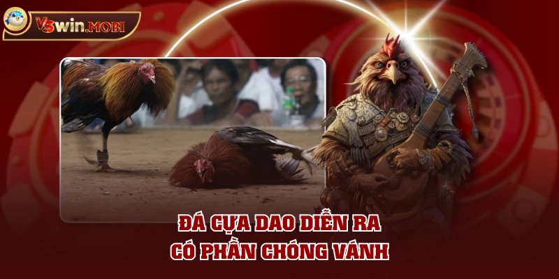 Đá cựa dao diễn có phần chóng vánh